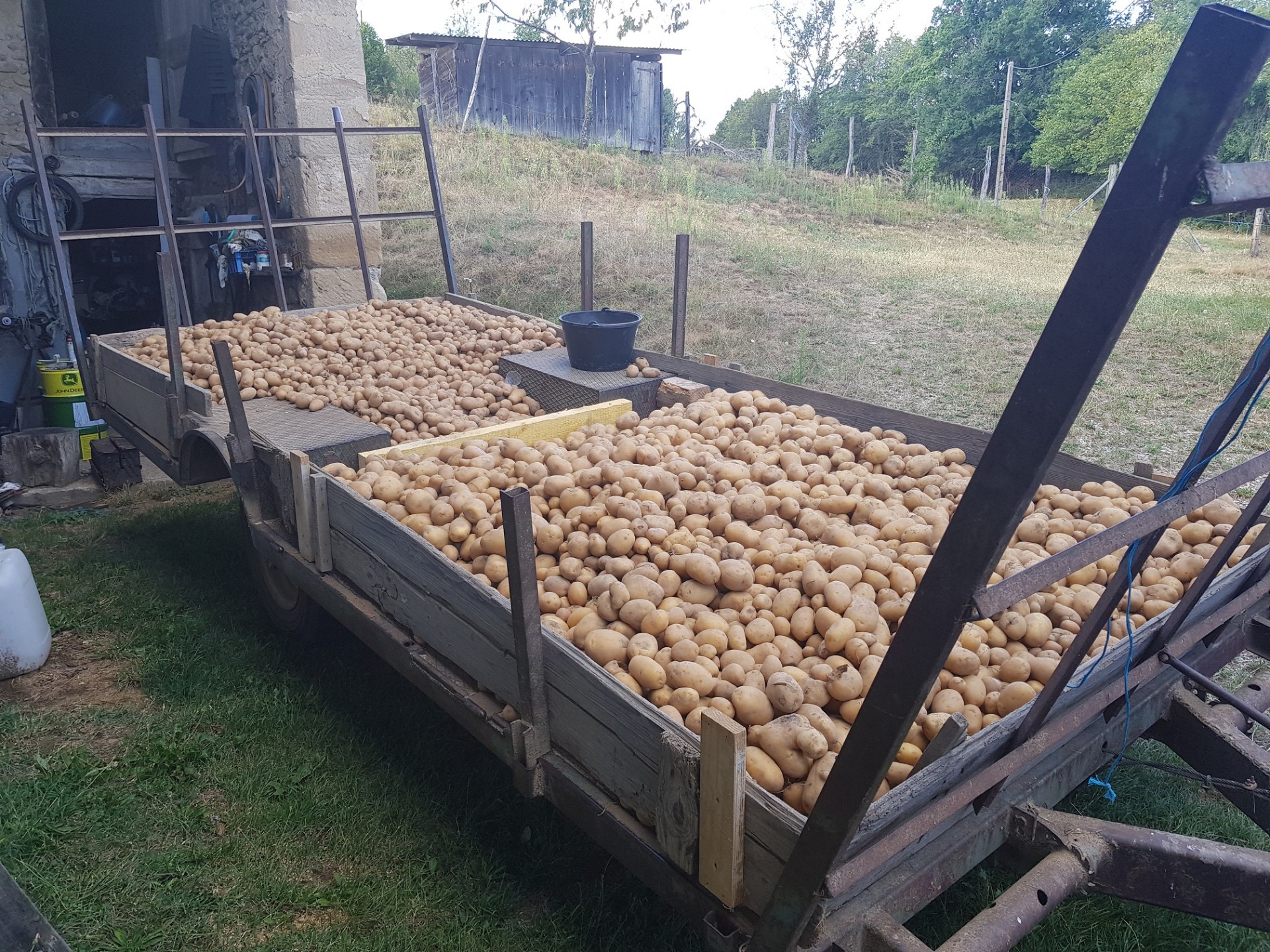 La récolte de pomme de terre