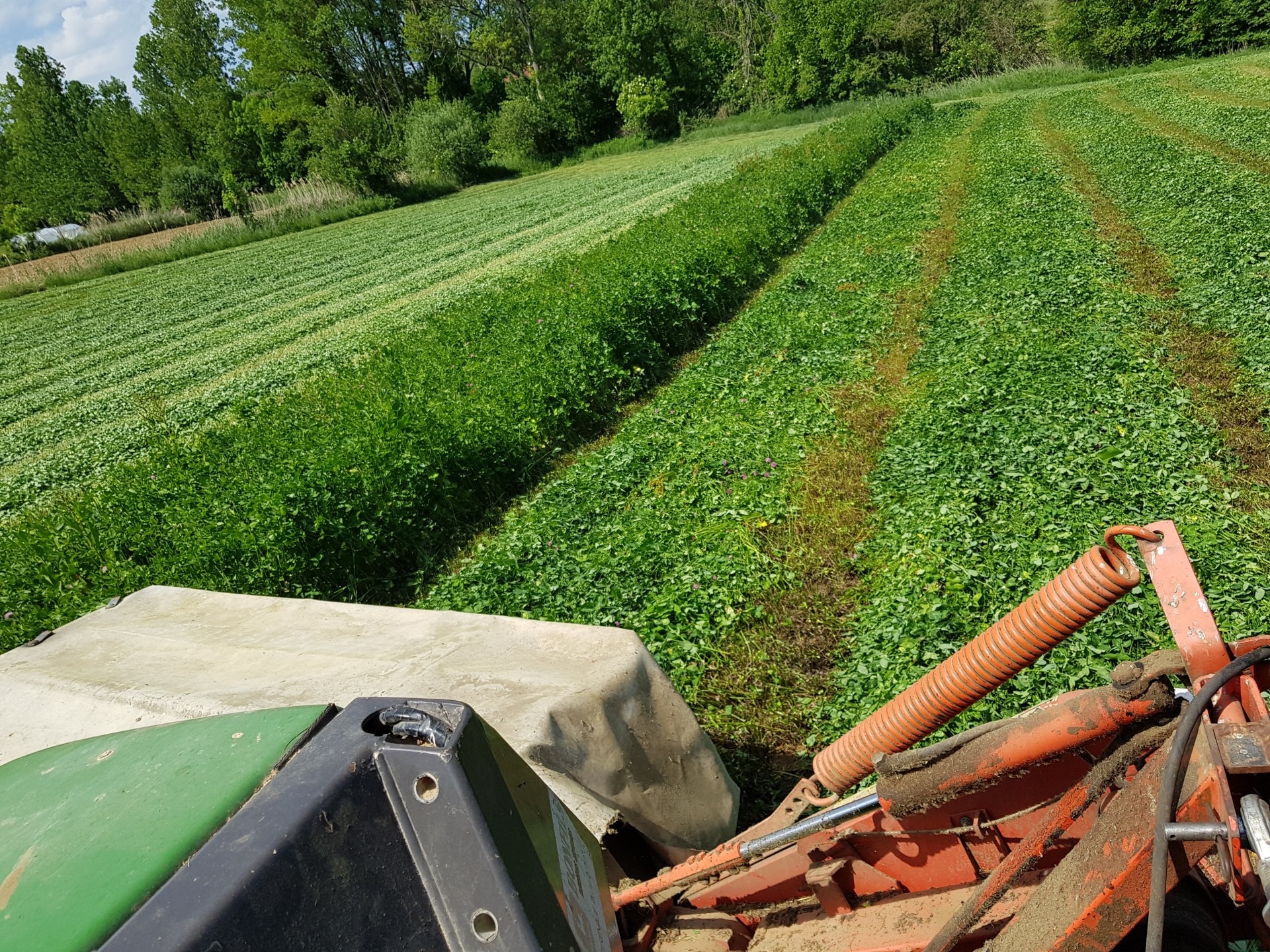 Fauchage des trèfles pour l'alimentation des vaches