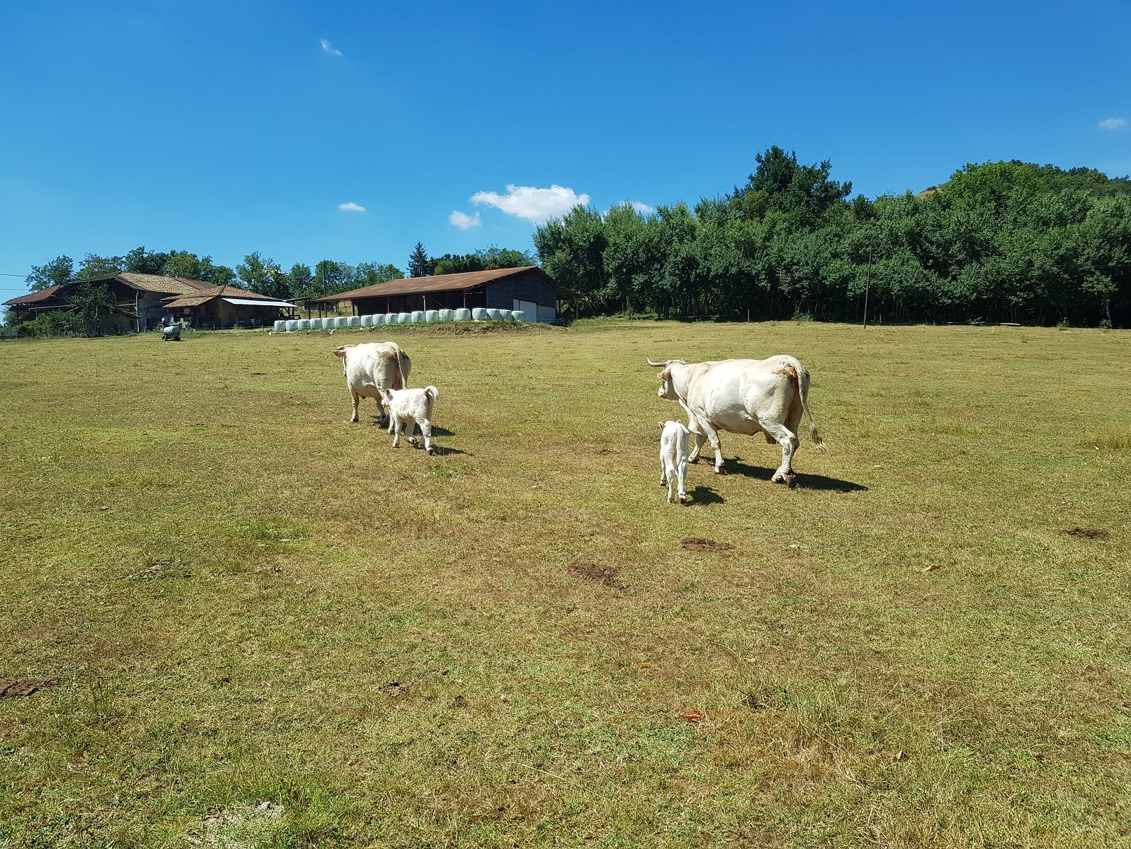 Vaches allaitantes avec leurs veaux