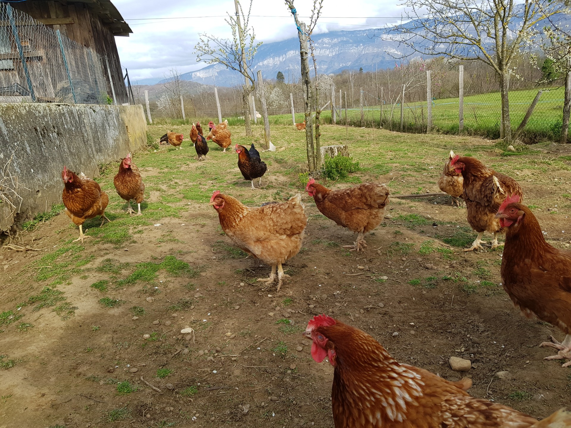Les poules