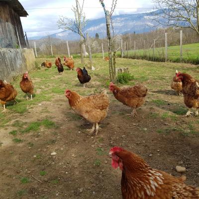 Les poules