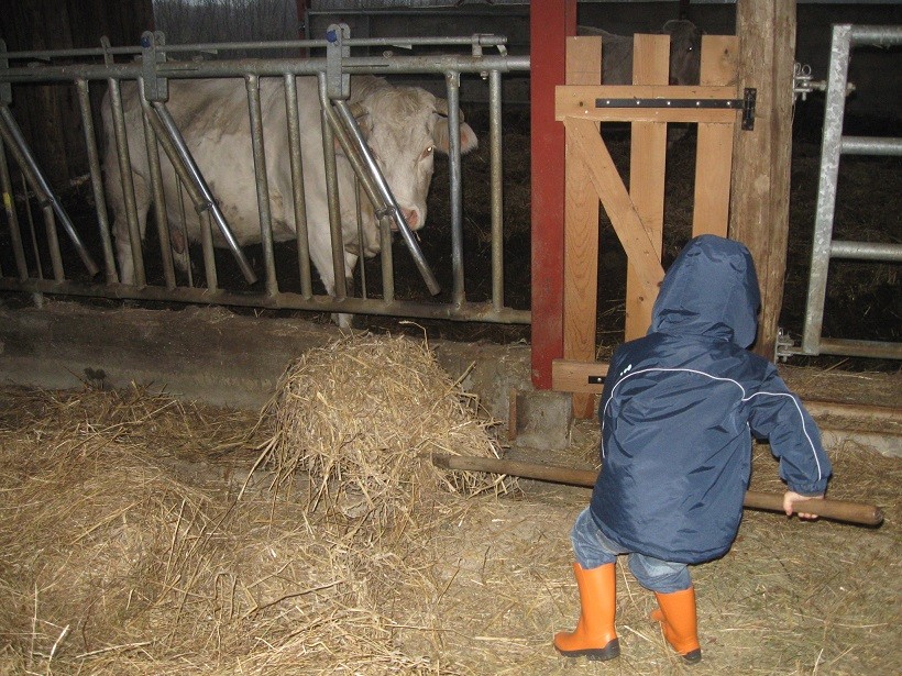 Il faut nourrir les vaches