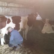 traite des vaches