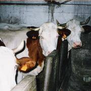 Vaches à l'écurie