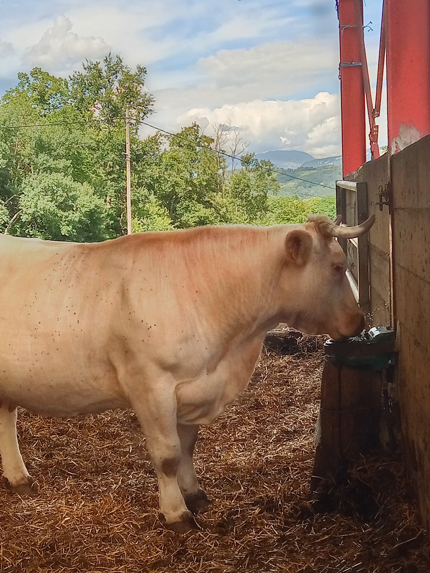Vache charolaise