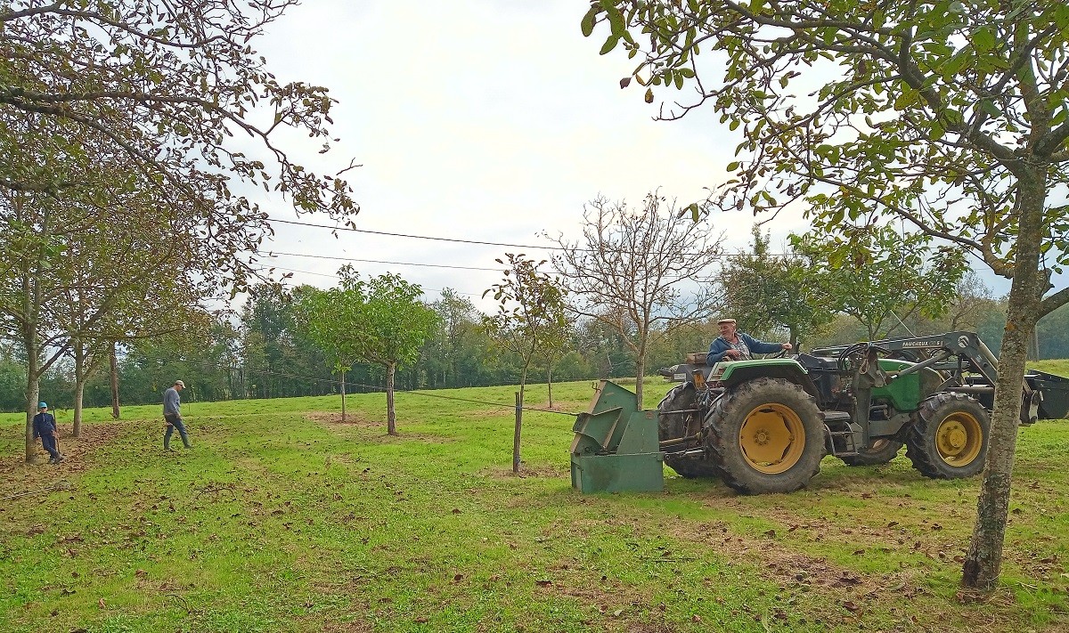 Secouage des noyers pour faire tomber les noix