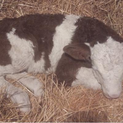 Veau né le jour de Noël
