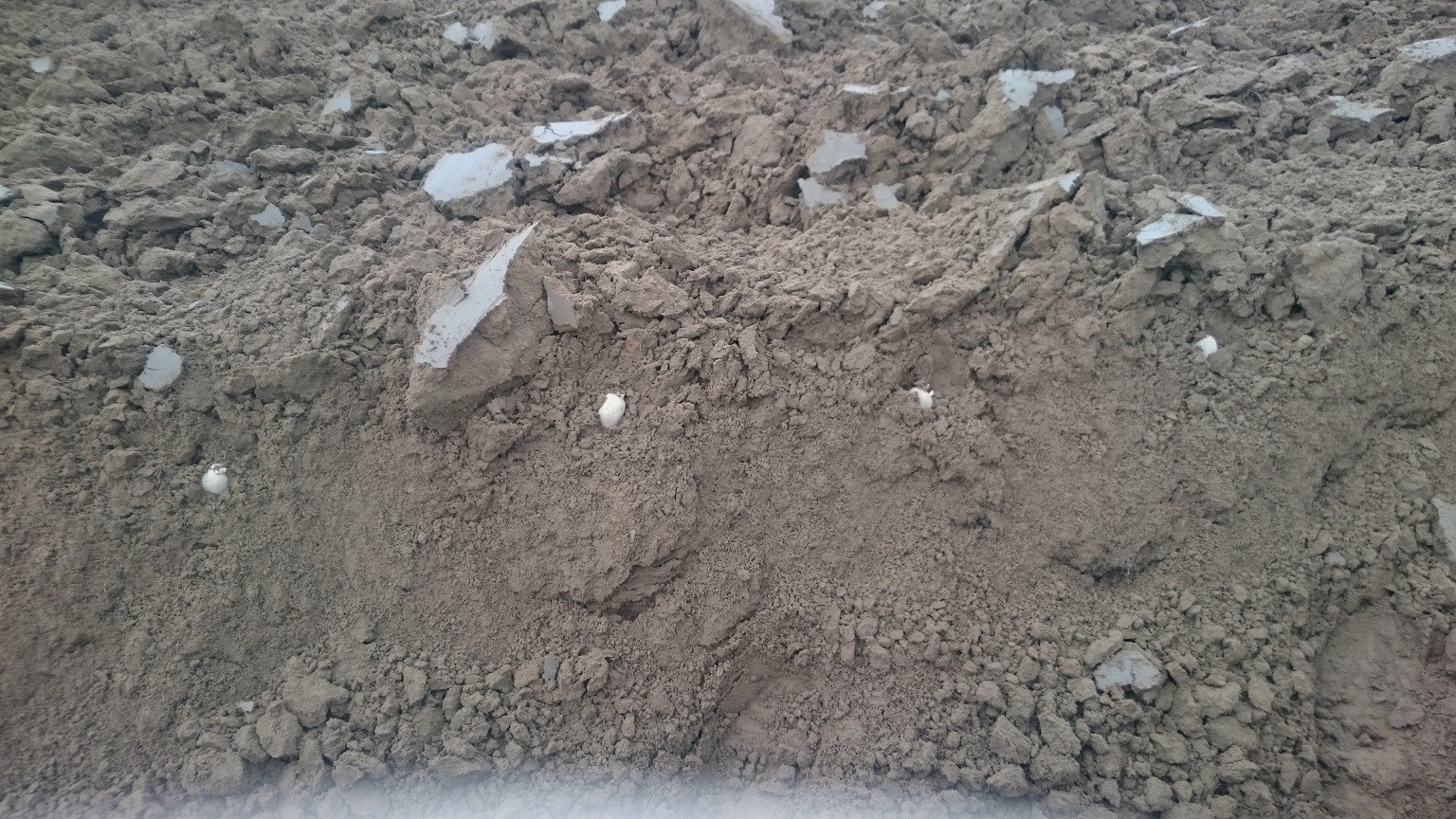 Plantation des pommes de terre 1 