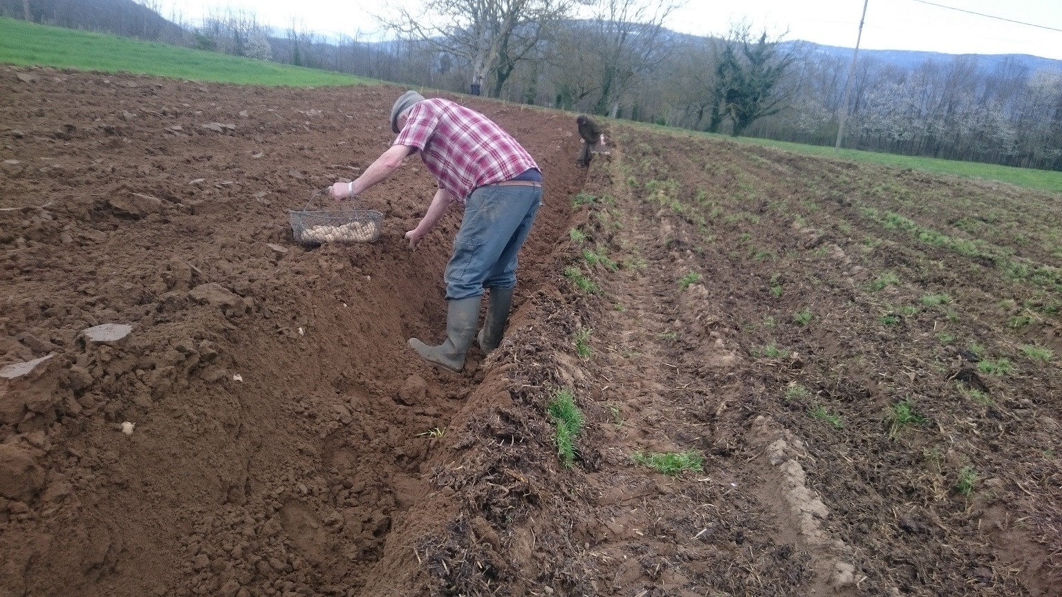 Plantation des pommes de terre 2 