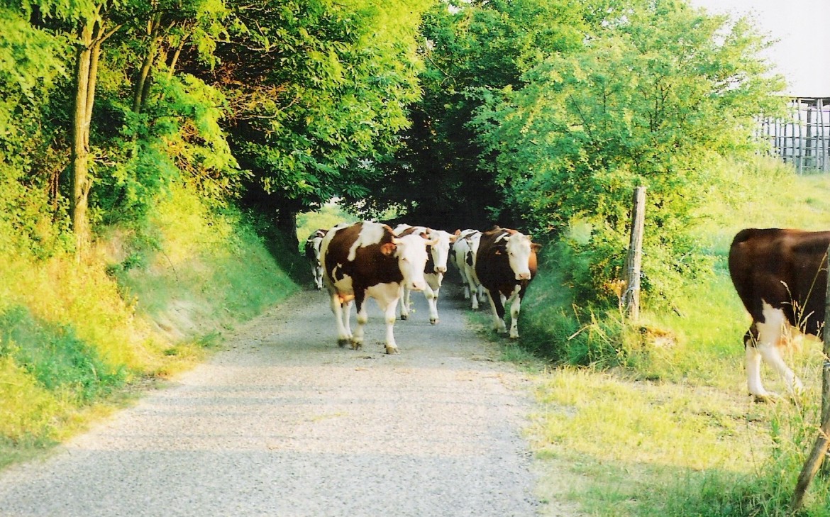 Sortie pour la prairie