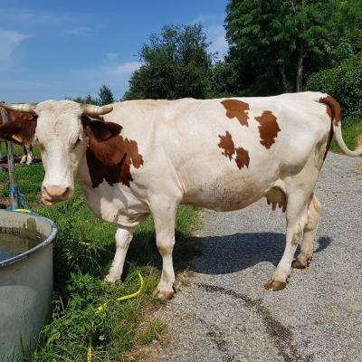 Les photos du travail sur la ferme